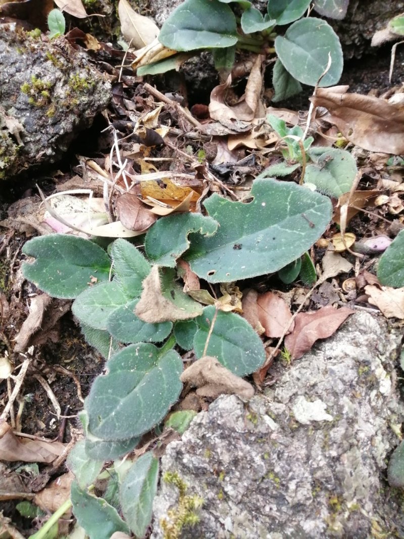 广西深山老林野生苦苣苔，现采现卖