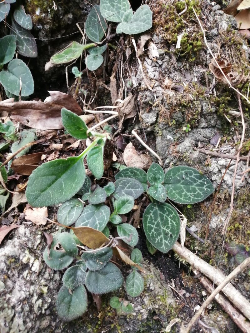 广西深山老林野生苦苣苔，现采现卖