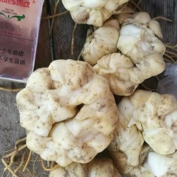 【龙牙百合种球】货量充足品质好耐存活