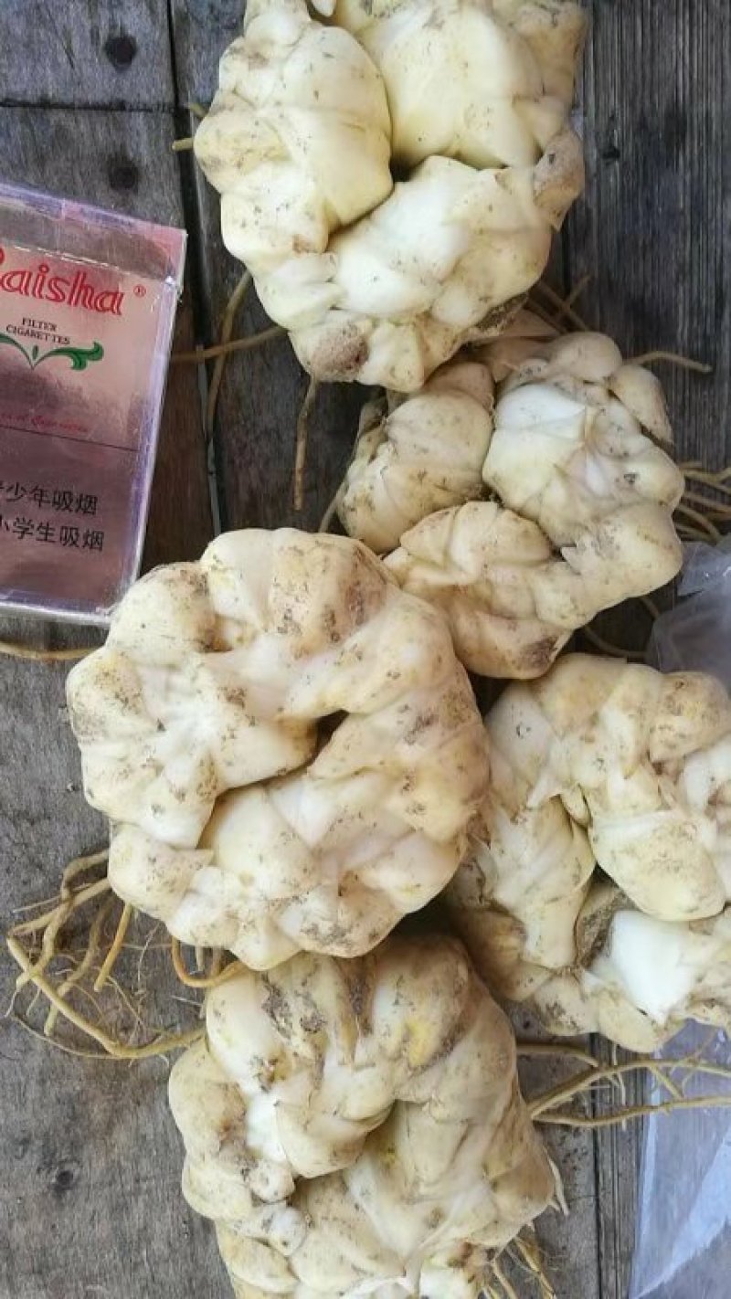 【龙牙百合种球】货量充足品质好耐存活