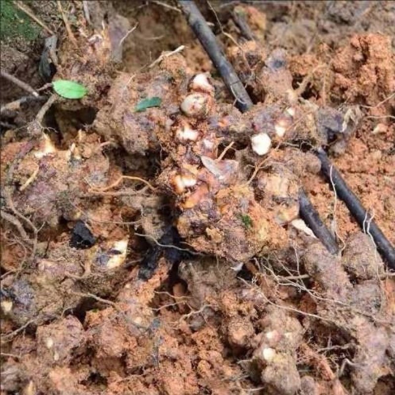 正品土茯苓片野生无硫土茯苓全干货可供大货量大从优