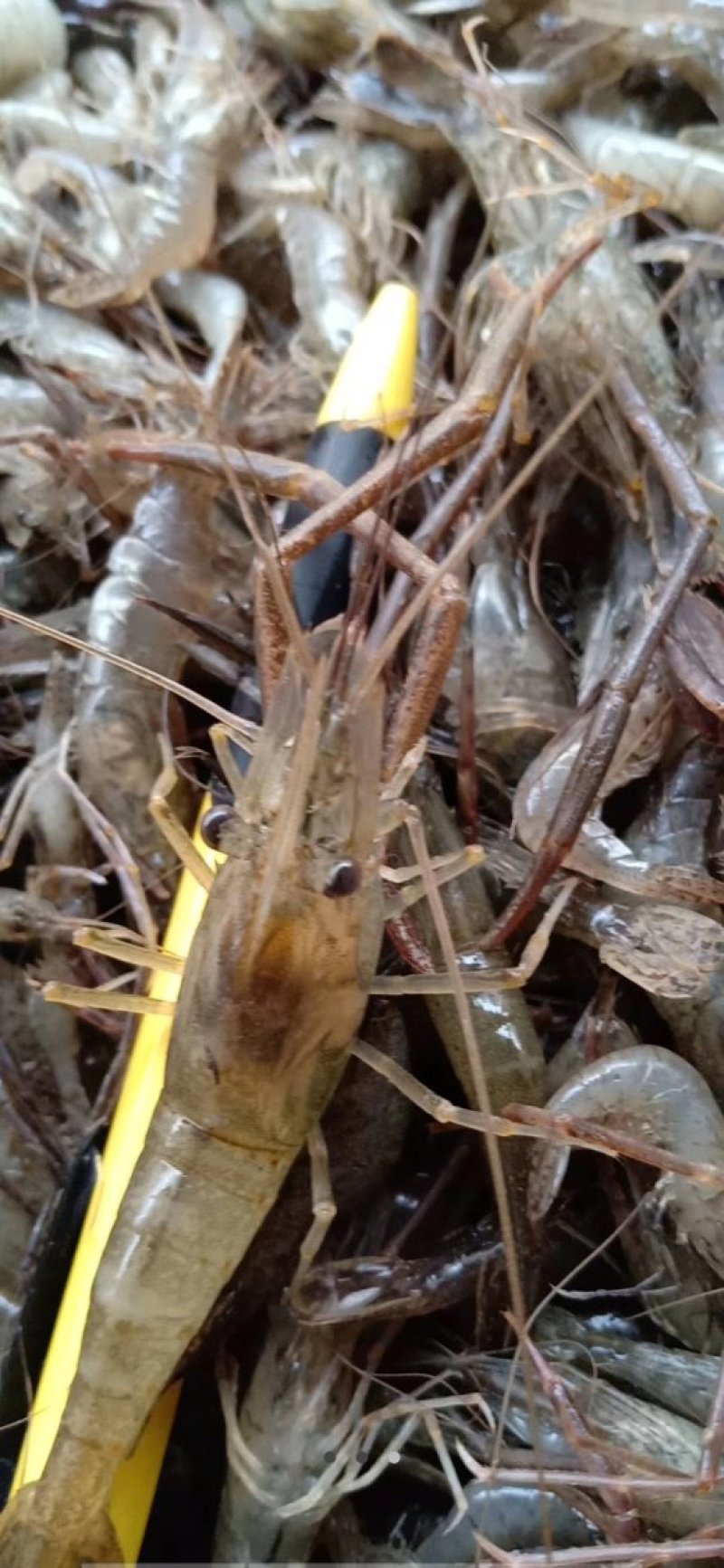湖北潜江市白鹭湖鲜活大米虾，大河虾超高成活率