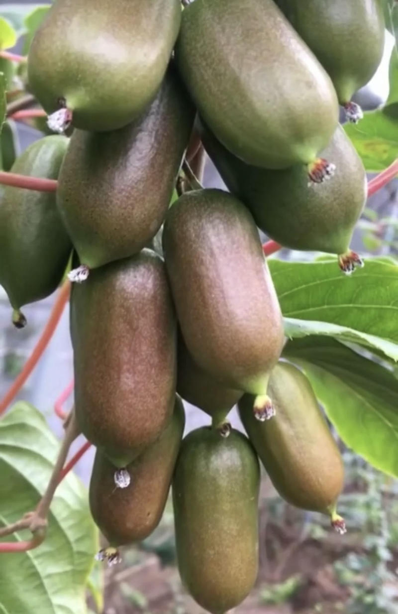 软枣猕猴桃龙城二号魁绿红哈迪包品种可签合同
