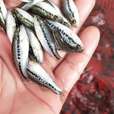 鲈鱼苗加洲鲈鱼苗湖南鲈鱼苗厂家直销鲈鱼苗批发