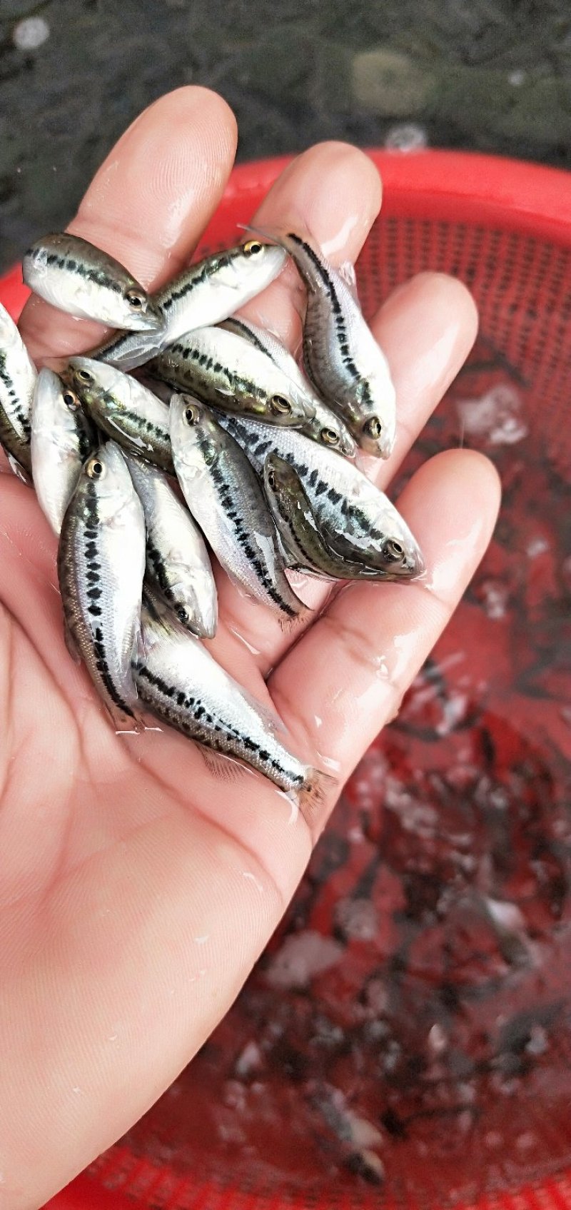 鲈鱼苗加洲鲈鱼苗湖南鲈鱼苗厂家直销鲈鱼苗批发
