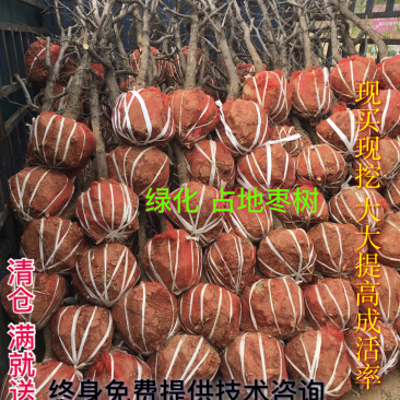 占地桃树8~10cm1.5~2米绿化桃树