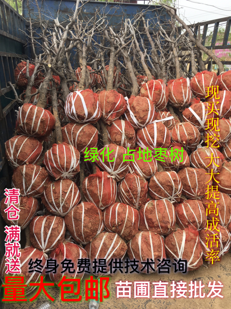 占地桃树8~10cm1.5~2米绿化桃树