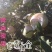 青森水蜜桃苹果香甜适口产地现摘现发