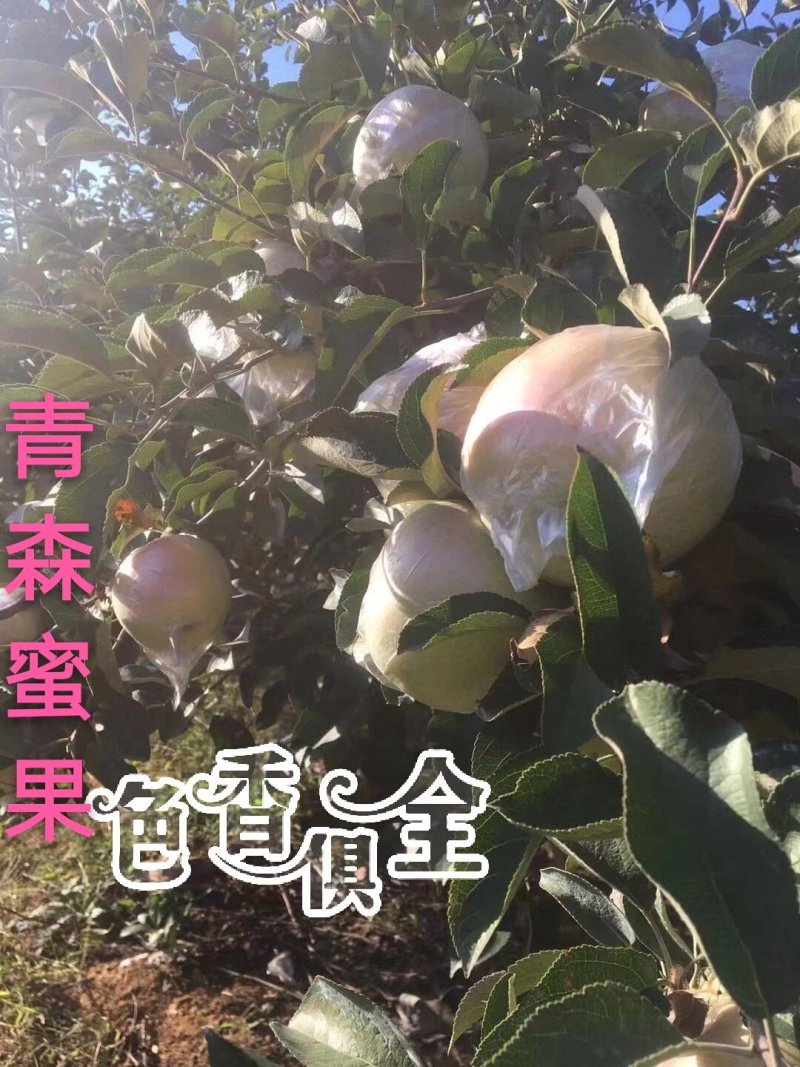 青森水蜜桃苹果香甜适口产地现摘现发