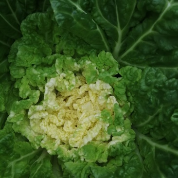 大白菜