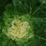 大白菜