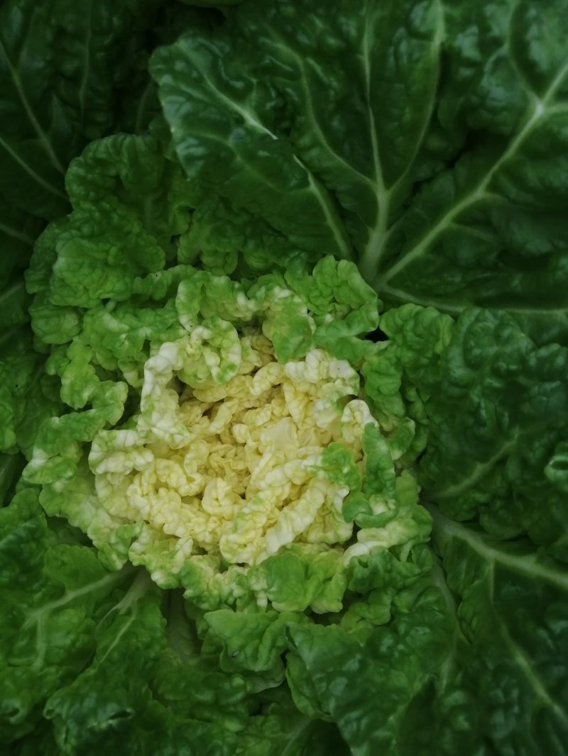 大白菜
