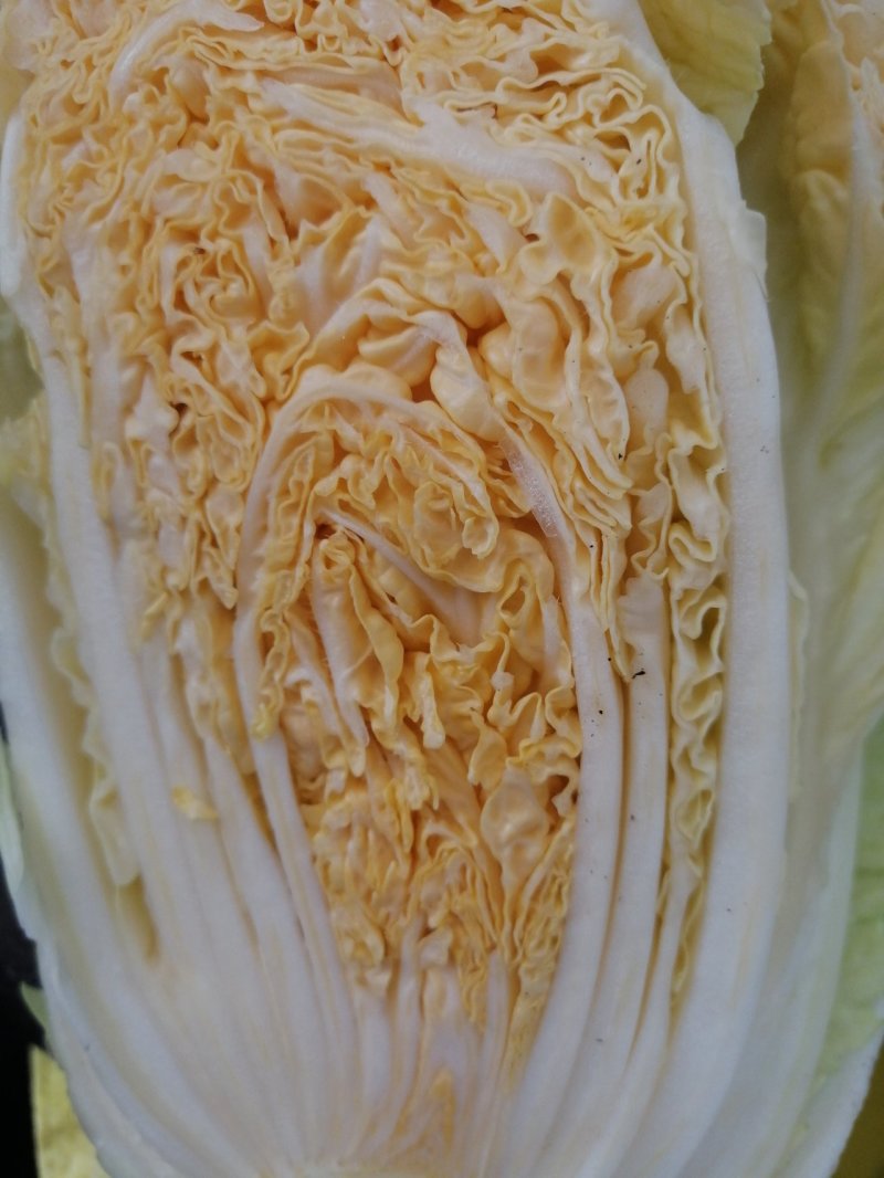 大白菜