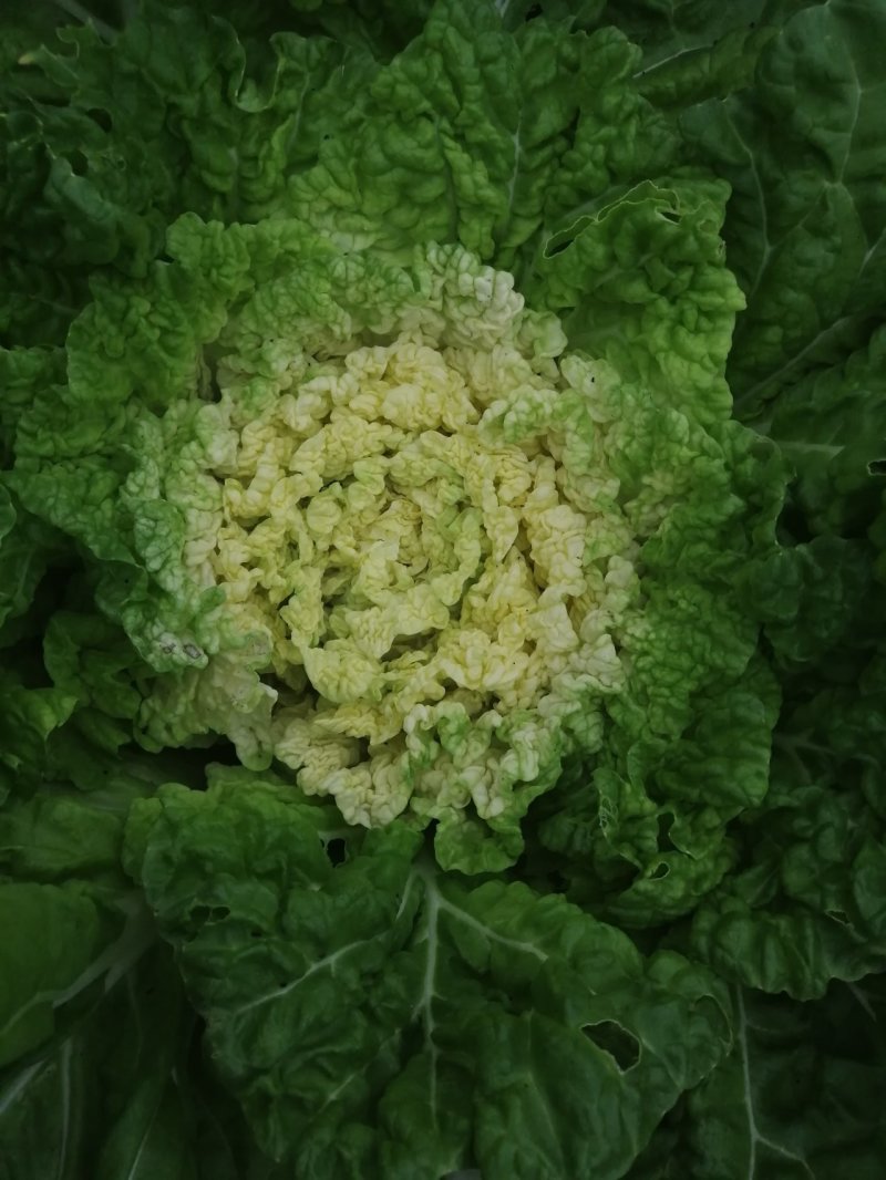 大白菜