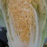 大白菜