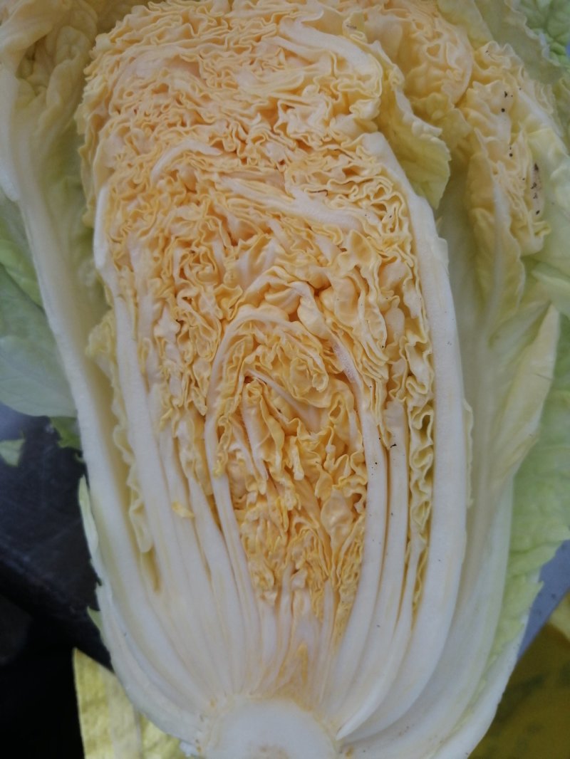 大白菜