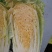 大白菜