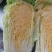 大白菜