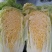 大白菜