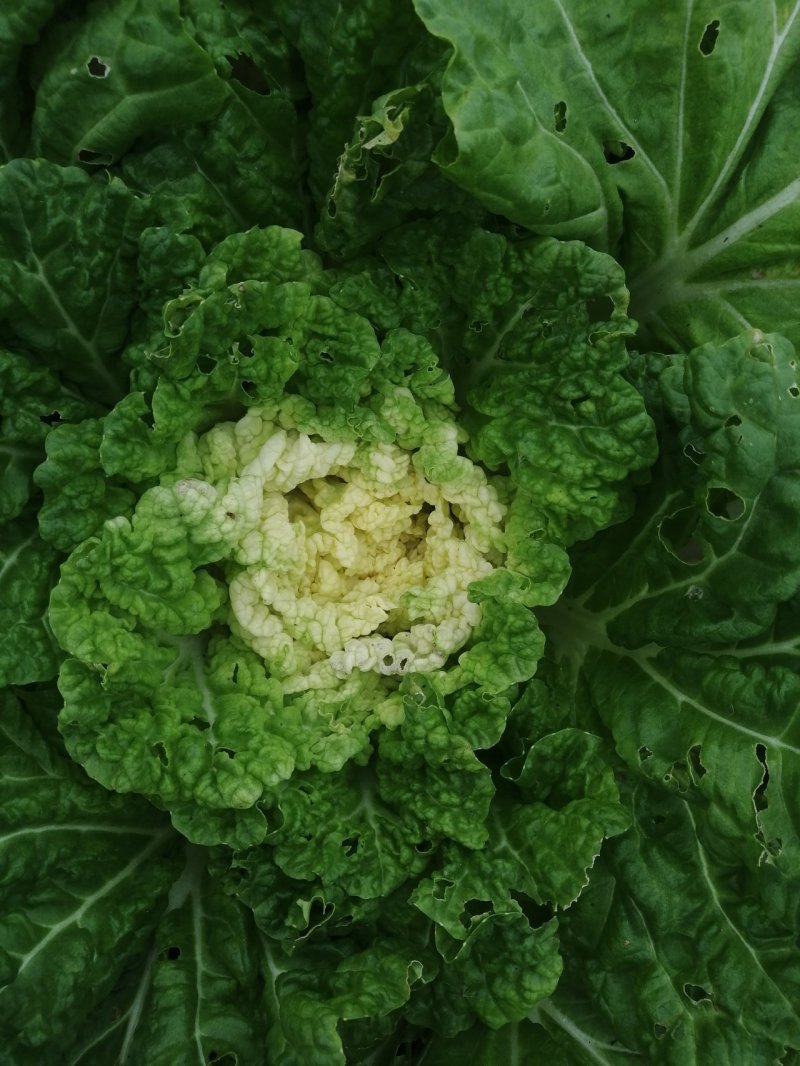 大白菜