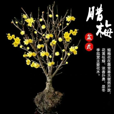 骨里红梅盆栽素心腊梅盆景鄢陵腊梅古桩浓香型
