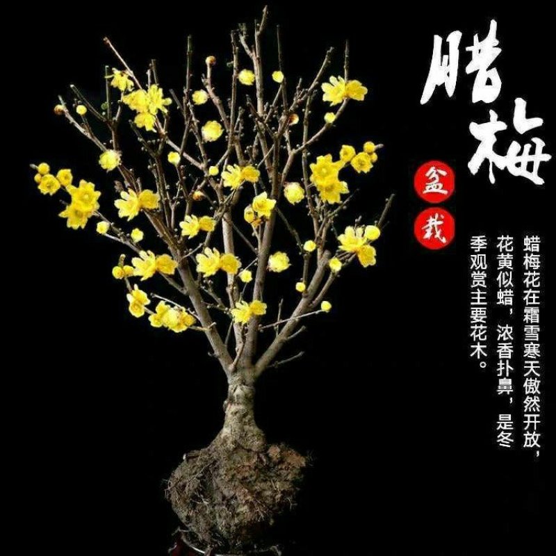 骨里红梅盆栽素心腊梅盆景鄢陵腊梅古桩浓香型