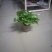 绿萝110花叶带自吸水A级货