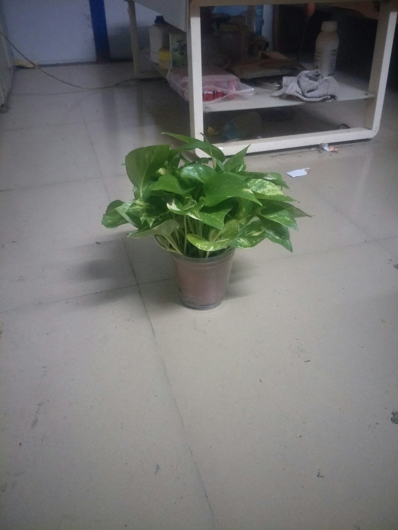 绿萝110花叶带自吸水A级货
