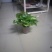 绿萝110花叶带自吸水A级货