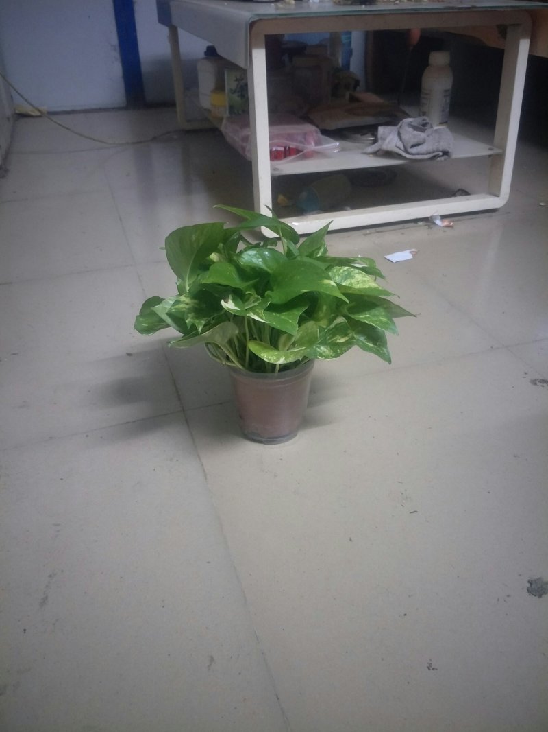 绿萝110花叶带自吸水A级货