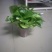 绿萝110花叶带自吸水A级货