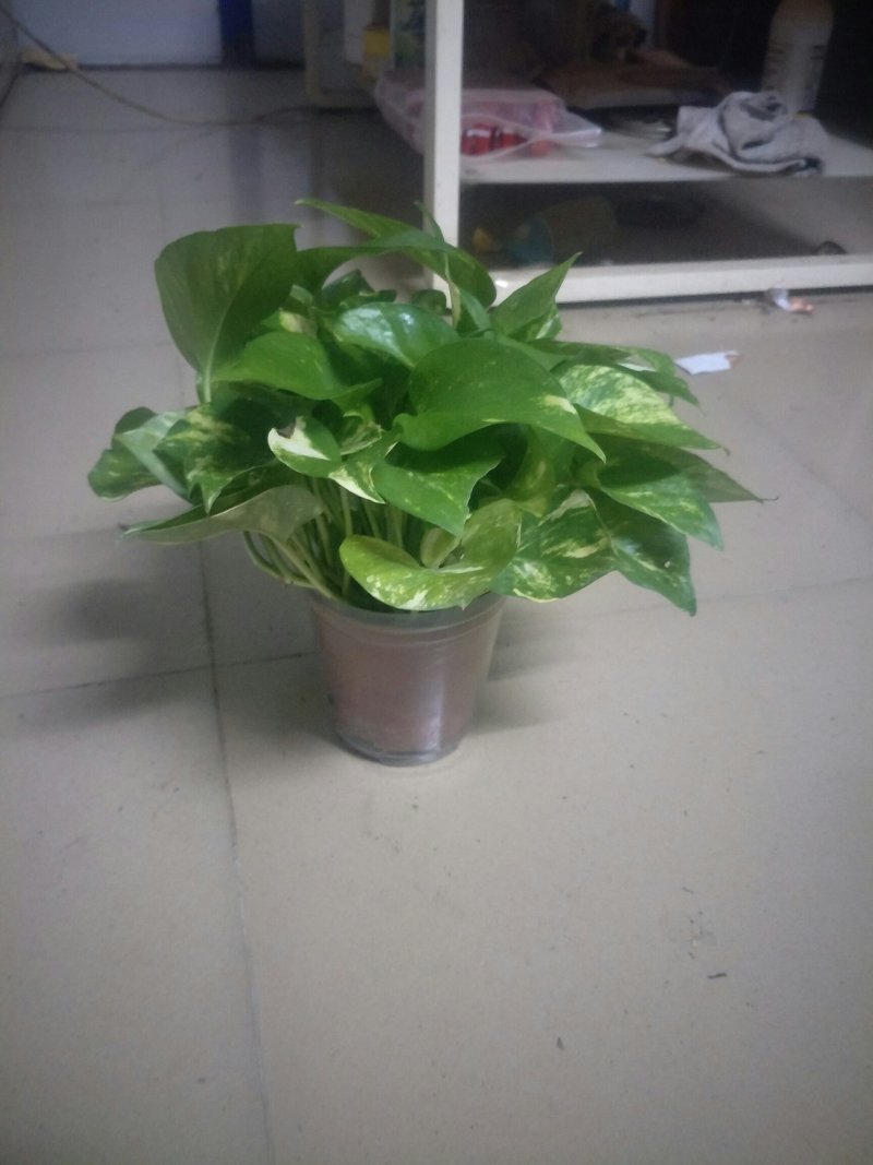 绿萝110花叶带自吸水A级货