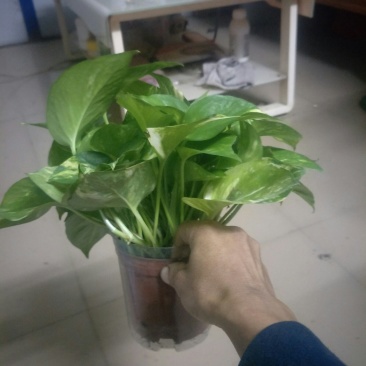 绿萝110花叶带自吸水A级货