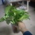 绿萝110花叶带自吸水A级货