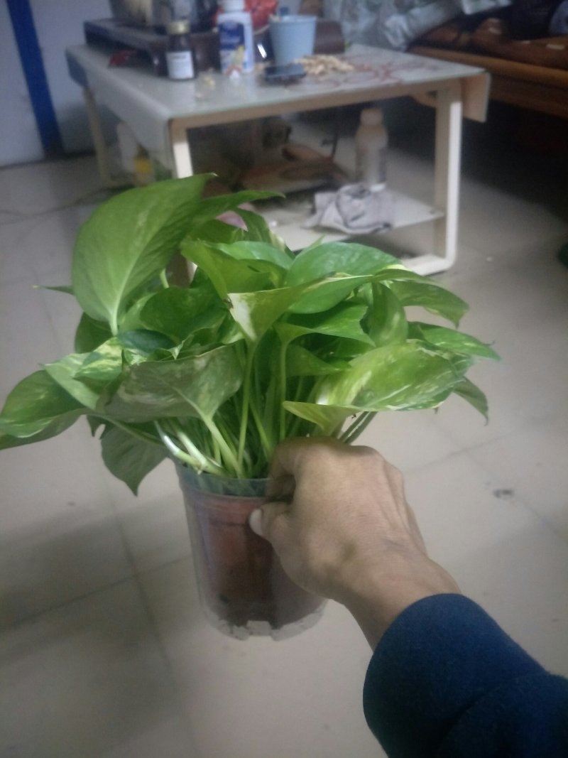 绿萝110花叶带自吸水A级货