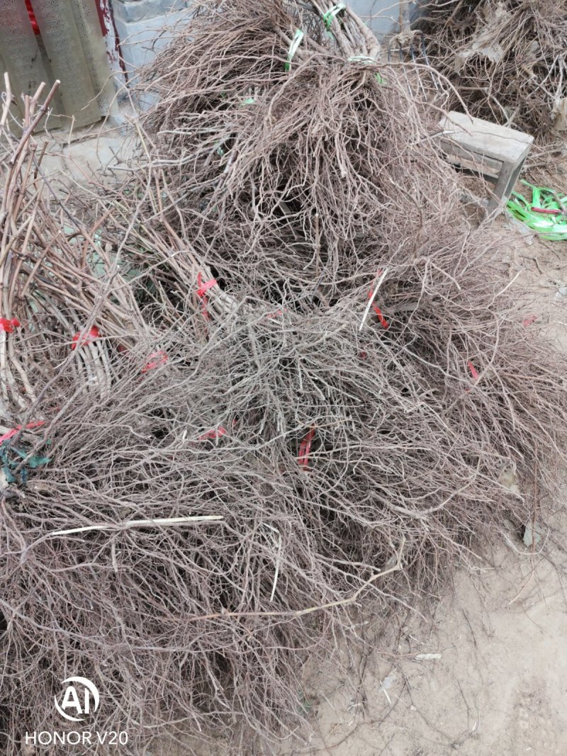 夏黑葡萄苗早夏无核阳光玫瑰甜蜜蓝宝石葡萄苗
