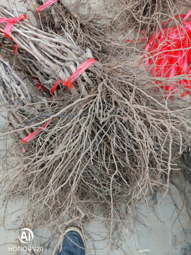 夏黑葡萄苗早夏无核阳光玫瑰甜蜜蓝宝石葡萄苗