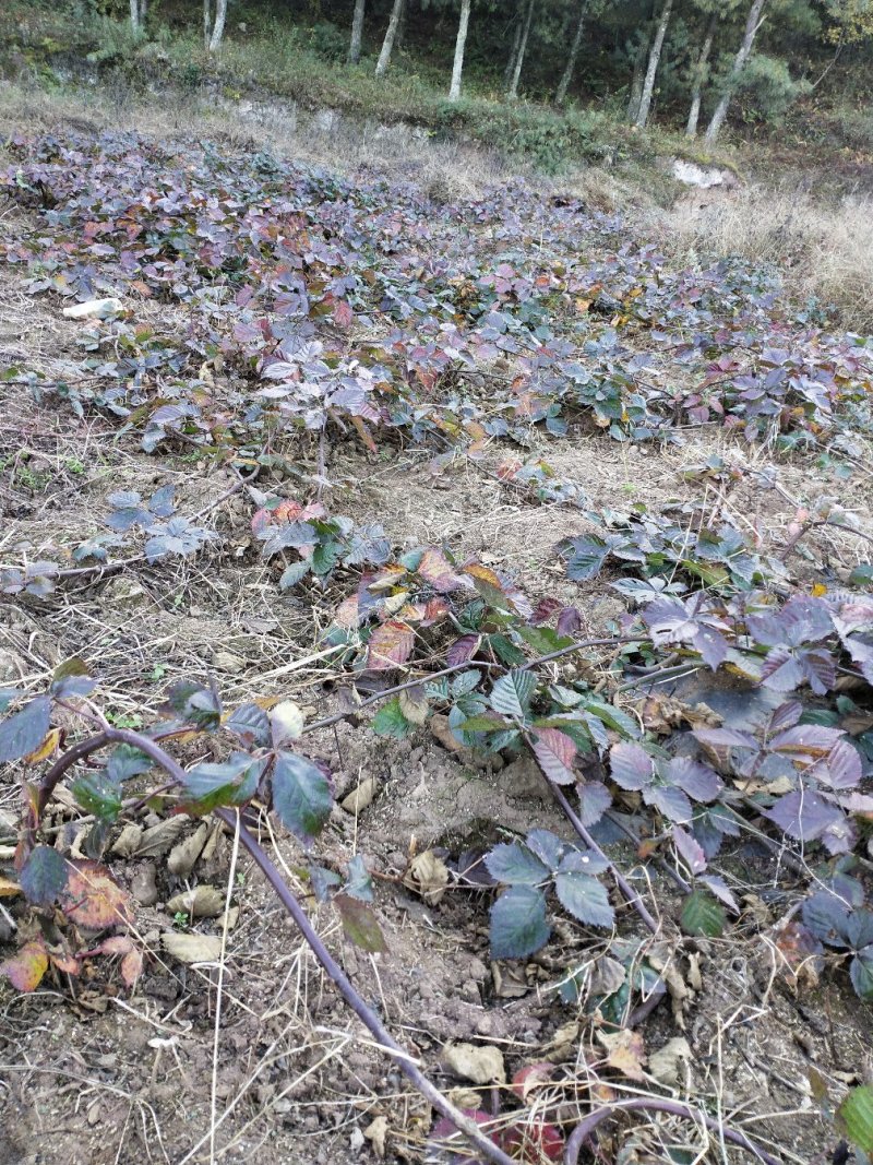 红树莓苗，高度四十分以上