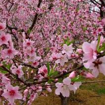 桃树苗观赏植物，多种规格，基地直销，量大，品质