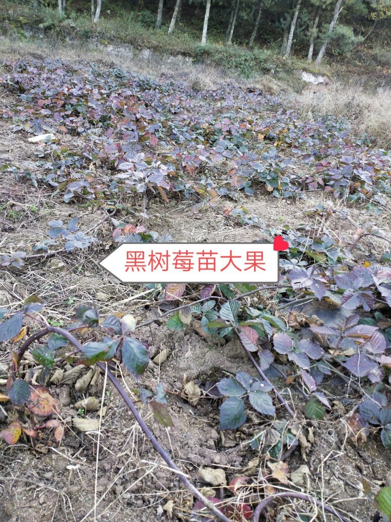 双季红树莓苗大果保证品种质量，包成活
