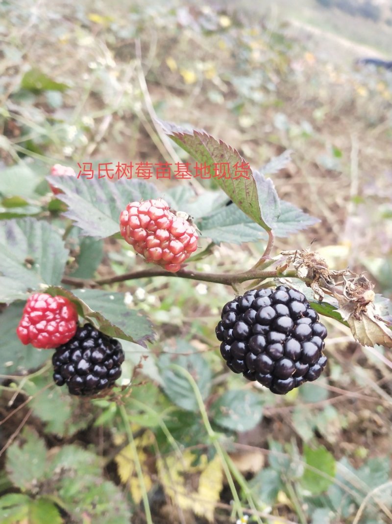 双季红树莓苗大果保证品种质量，包成活