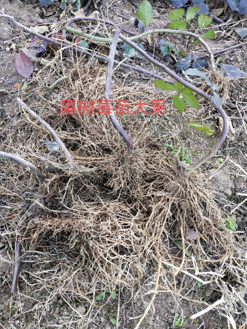 双季红树莓苗大果保证品种质量，包成活