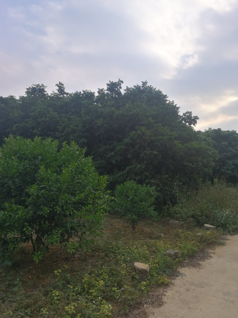 丛生黄皮果树鸡心黄皮