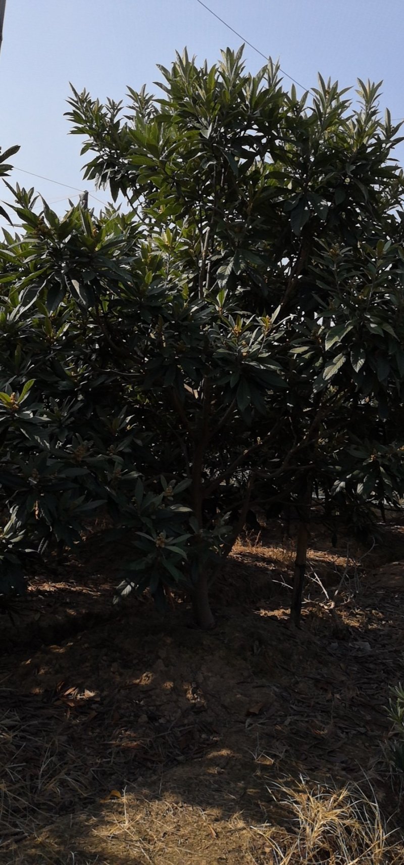 白沙枇杷大树出售