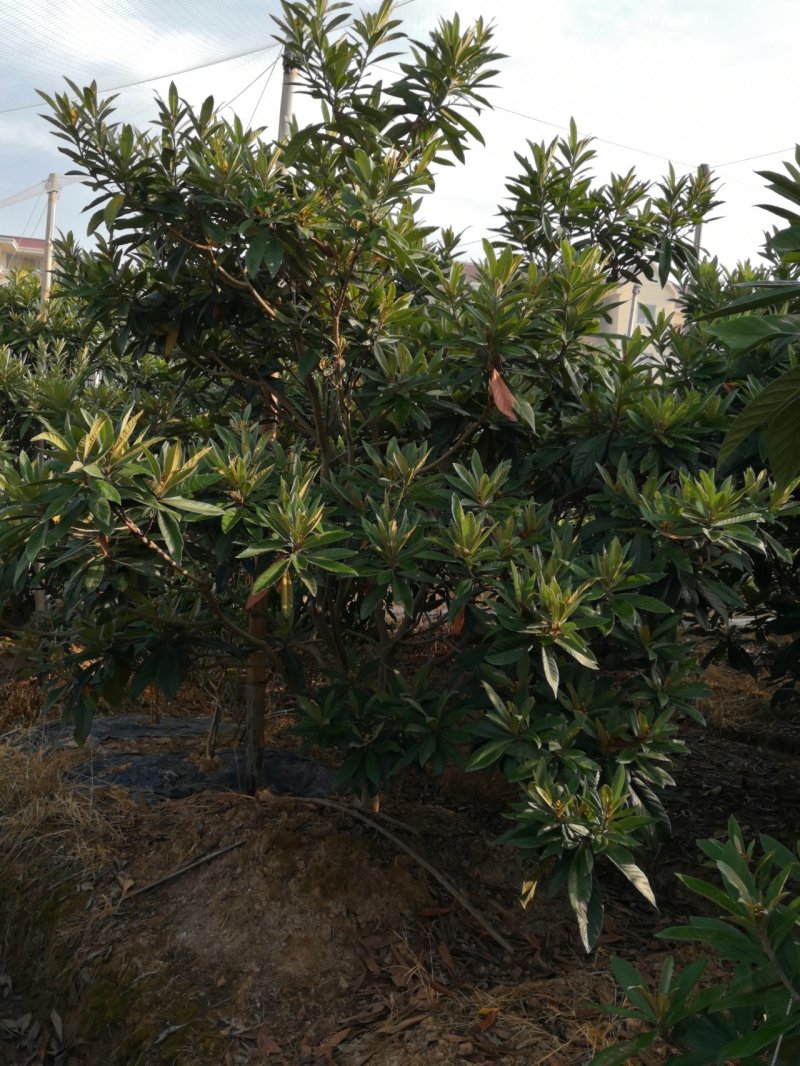 白沙枇杷大树出售