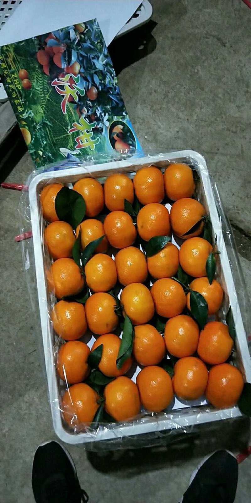 广西南宁市大量供应精品沃柑，果大，肉甜，质量好