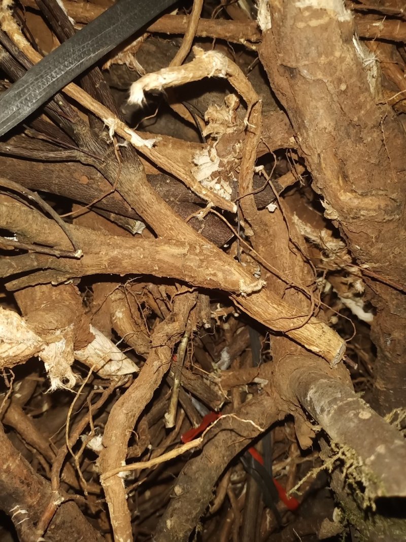 了哥王大货根，可以机械切段片子付预付款加工