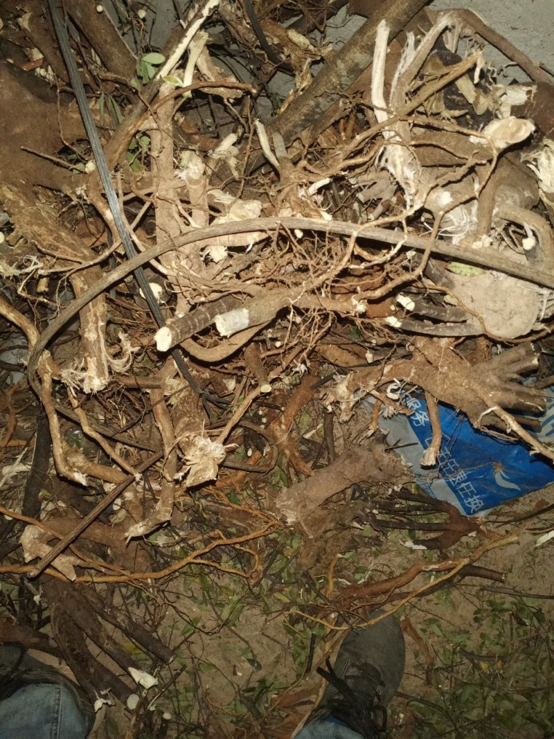 了哥王大货根，可以机械切段片子付预付款加工