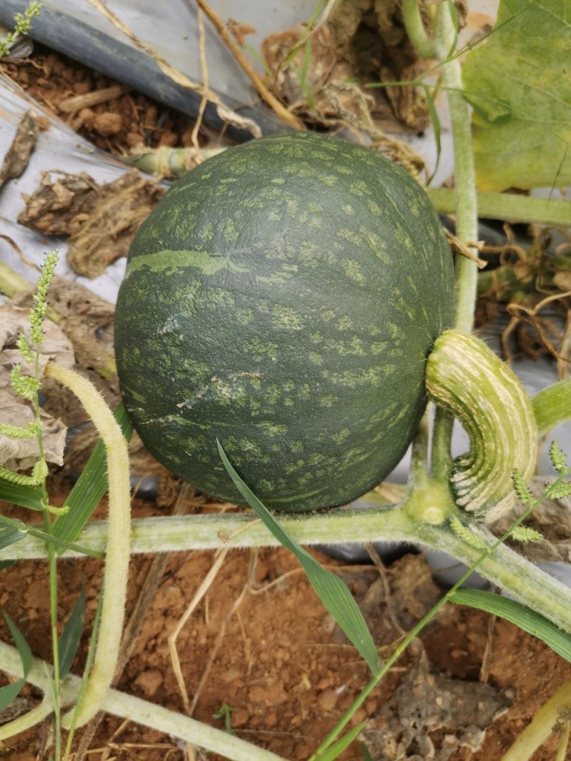沙漠板栗南瓜，种植在日照时间长，昼夜温差大的西北沙漠边上