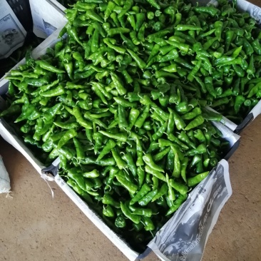 徐闻县基地精品余干椒，全国代发，诚信经营。